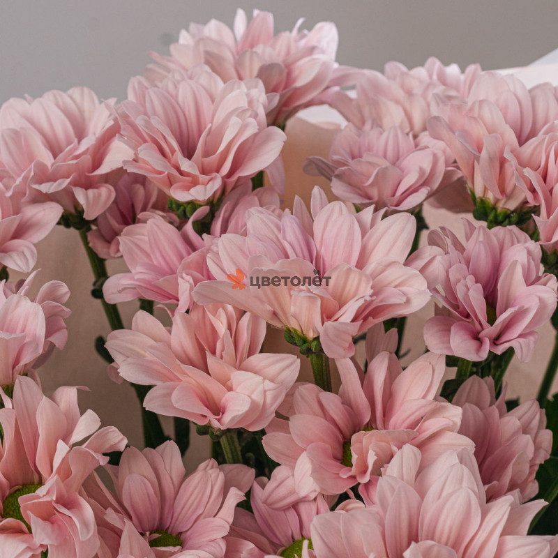 Букет из 7 кустовых хризантем